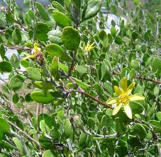 Image result for Chrysanthemoides monilifera