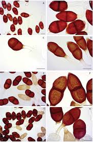 Image result for Lycium schizocalyx