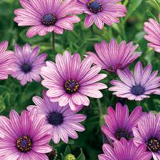 Image result for Osteospermum