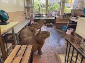 CAPYBARA LAND (Capybara Cafe & Petting Zoo)カピバランド on X ...