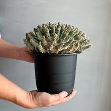 Image result for Euphorbia duseimata