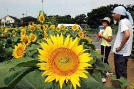 Himawari (bunga matahari) memang sudah menjadi ikon musim panas di jepang. Foto Puluhan Ribu Bunga Matahari Di Jepang Tersenyum Merdeka Com