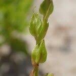 Image result for Crepidorhopalon