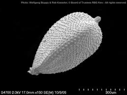 Image result for Cyperus amabilis