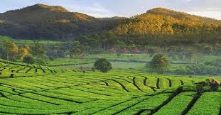 Check spelling or type a new query. Wisata Di Bandung Asyiknya Jelajahi Perkebunan Teh Rancabali Yang Instagramable
