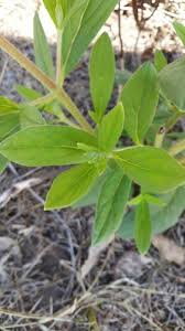 Image result for Trichodesma zeylanicum