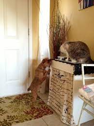 Joyfully Jensen Cat Feeding Station Cat Feeding Station Cat Feeding Cat Feeding Station Diy