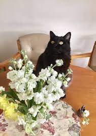 波寶寵物聯萌 為喵喵們牽引幸福 marry cats 花嫁貓居 上篇 cats and kittens cats kittens