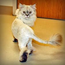 See how this cut might look on your feline and find out why many cat owners like it. Cat Lion Cut Do Some Cats Really Like It Poc