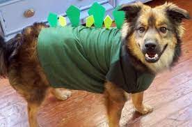 Find dog dinosaur costume today. Dinosaur Dog Costumes Pasteurinstituteindia Com
