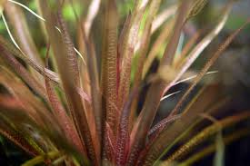 Image result for Blyxa