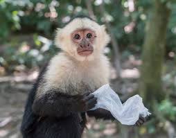 Maybe you would like to learn more about one of these? Top 5 Medium Size Monkey In The World Listbrio