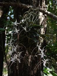 Image result for Aerangis kirkii