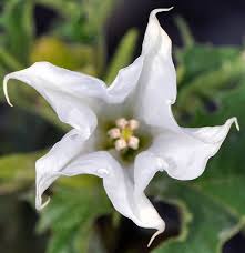 Image result for Datura