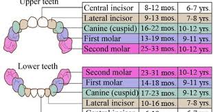 Ages When Baby Teeth Come In And Fall Out Good To Know