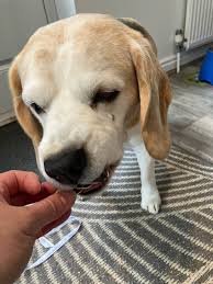 Eddie, 🌈Angel Ella, Winnie, Johnny and Ziggy❤️🐾 على X: "Happy 14th  Birthday to Eddie! He has a nommy cake to share with you all! Love you  handsome boy ❤️❤️🐾🐾 https://t.co/Rx7hZuicso"