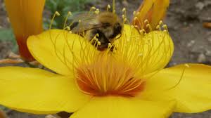 We did not find results for: How Flowers Use A Touch Of Bling To Woo The Bees