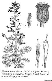 Image result for Blumea