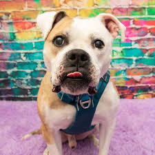 In the event that a shared transfer is included in your reservation, the passenger must contact the on tour offices 48 hours in advance to find out the. Johnson County Rescue Group Spotlights Sweet Dog Active Cat The Kansas City Star