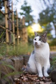 くぼみにきちっと座る 猫写真家 沖 昌之のブログ 野良ねこちゃんねる 猫 ネコ 写真家