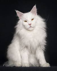 Free for commercial use no attribution required high quality images. 14 Incredible Portraits Of Maine Coon Cats You Need To See
