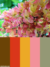 Pink Shower Tree Sue Salisbury Maui Hawaii Color Palette Pink Showers Color Schemes Color Palette