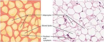 The 4 basic tissue types in the human body www.exploringnature.org tissues are groups of cells with a common structure (form) and function (job). 10 3 Human Cells And Tissues Biology Libretexts