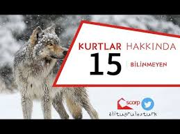Kurtlar Hakkinda 15 Bilinmeyen Kurt