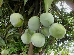 Mangga jenis ini memiliki ukuran yang hampir sama dengan mangga manalagi. 9 Jenis Mangga Yang Paling Enak Makan Satu Buah Mana Cukup