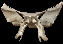 Image result for Sphenoid Bone