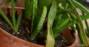 I thought it could be. Aloe Vera Turning Brown Troubleshooting Common Issues With Aloe Vera