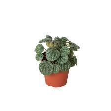 Image result for Peperomia molleri