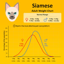 If your cat is overweight, it is healthier to help them. Siamese Cat Weight Chart 11pets