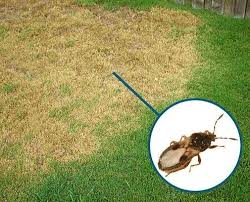 Do it yourself pest control forest city fl. Do It Yourself Pest Lawn Products 1180 W State Road 436 Altamonte Springs Fl Pest Control Mapquest