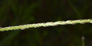 Image result for Digitaria longiflora