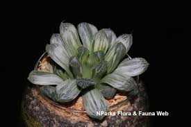 Currently it is potted in a 4 pot. Haworthia Cooperi Var Pilifera Silver Swirl