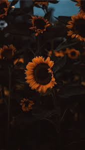 Wallpaper For Iphone 8 Plus Christmas Rather Gadget S Go Coaster Speed Lest Gadget Co Sunflower Iphone Wallpaper Sunflower Wallpaper Aesthetic Iphone Wallpaper