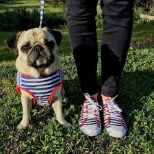 Pinned To Pug A Pug With Love Pugs And Kisses Pug Obsessed Pug Love