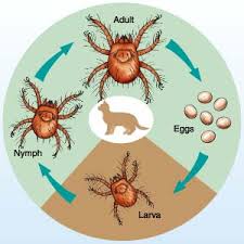 Image result for Trombicula autumnalis