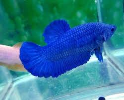 Unfollow betta fish female to stop getting updates on your ebay feed. Plakat Betta Super Blue Female Betta Fish Betta Aquarium Fish