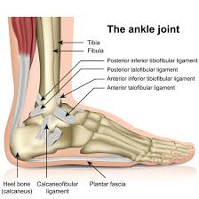 Though ligament and tendon conditions are fairly common in cats, they require prompt care in order for full mobility to be restored. Ligaments In The Foot Joi Jacksonville Orthopaedic Institute