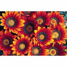 Gazanya Koyun Gozu Cicegi Www Tuanadogalyasam Com Urun Koyun Gozu Gazanya Cicegi Tohumu 70 Tohum Gazanya Tohum Cicek Flower Bitki K Koyungozu Bitki Dogal