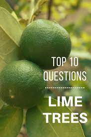 Are you seeing any tiny shed fruits around the tree? Top 10 Questions About Lime Trees Gardening Know How S Blog Lime Tree Persian Lime Tree Fruit Trees