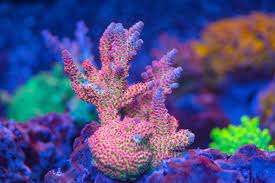 Pin On Saltwater And Reef Aquarium Corals