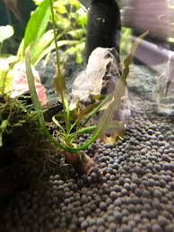 Image result for Aponogeton desertorum