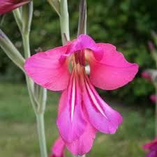 Image result for Gladiolus zambesiacus
