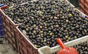 Les Olives Recolte Conservation Et Utilisation Des Olives