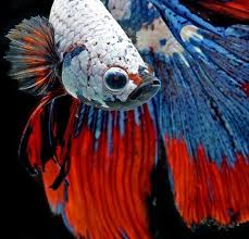 Betta fish, also known as siamese fighting fish, are native to thailand, vietnam, cambodia, and laos. This Betta Fish Photography Is Anything But Basic