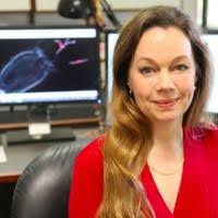 PDF) Ultrastructure of a novel eurytele nematocyst of Carybdea alata  Reynaud (Cubozoa, Cnidaria)