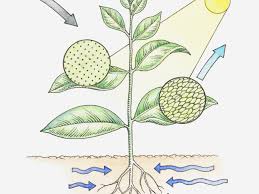 For a majority of plants, leaves act as photosynthetic factories. Photosynthesis Study Guide Key Concepts